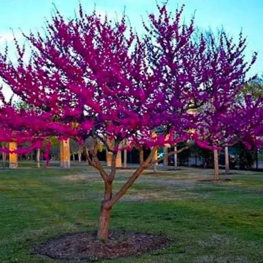 cercis-canadensis-hearts-of-gold-feathered-175-200cm-18l-5262-2 — kopiya